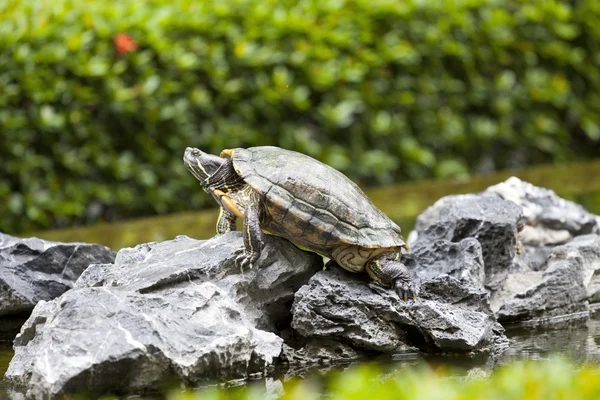 Черепаха на камень расслабляющий — стоковое фото