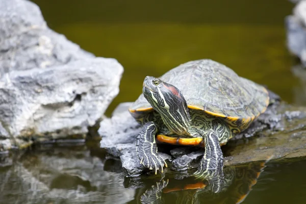 Черепаха на камень расслабляющий — стоковое фото