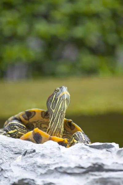 Schildkröte auf Stein entspannt — Stockfoto