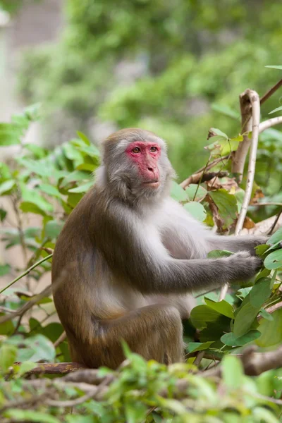 Maymun maymunu tohumları yemek — Stok fotoğraf