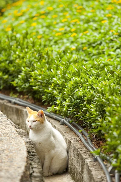 A cat in countryside — Stock Photo, Image