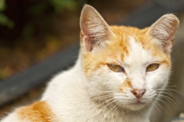 kedi, yakın çekim.