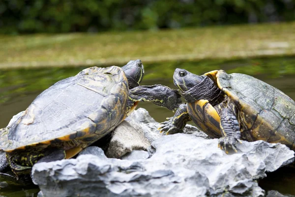 Черепахи на камне — стоковое фото