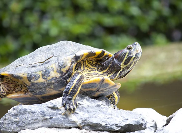 Черепахи на камне — стоковое фото