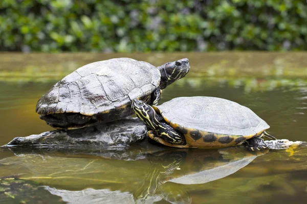 Schildpadden op steen — Stockfoto