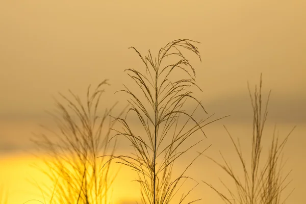 Solnedgång gräs — Stockfoto