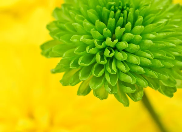 Flor macro — Fotografia de Stock