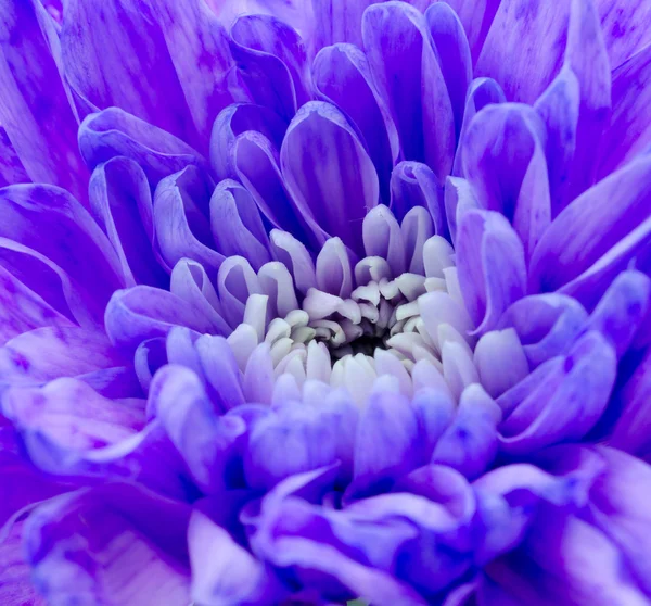 Violetti — kuvapankkivalokuva