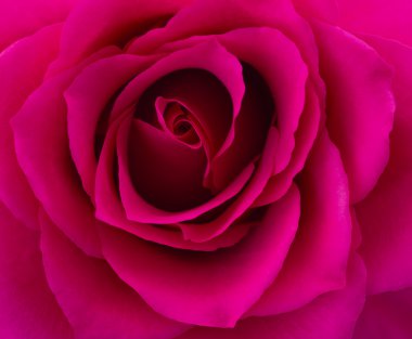 Pink rose macro clipart