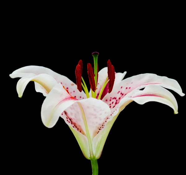 Lily, Lilium — Stock Photo, Image