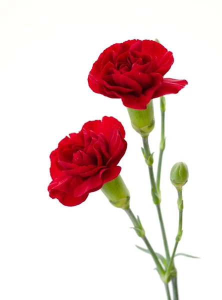 stock image Red carnation flowers