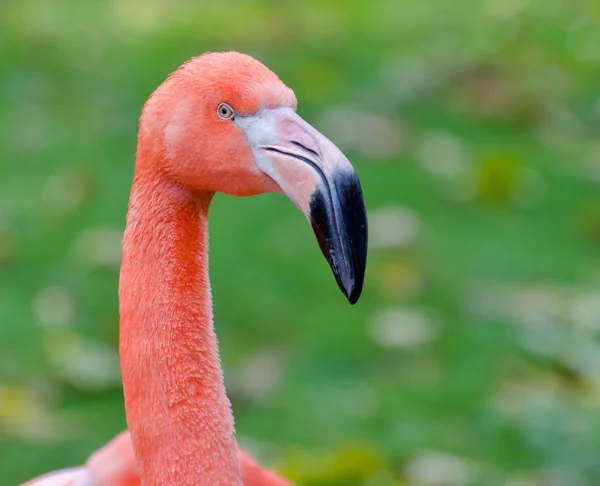 Stock image Pink Flamingo