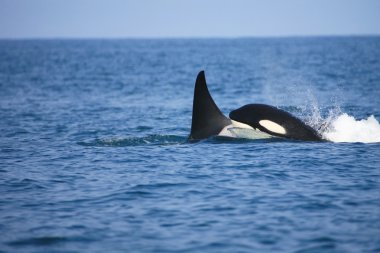 Killer whale mother with her child clipart