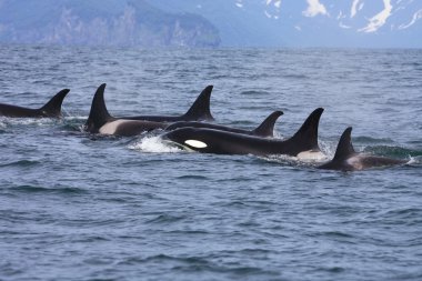 Killer whale group in the wild clipart
