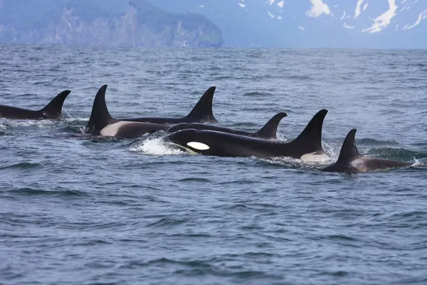 Grupo de ballenas asesinas en la naturaleza — Foto de Stock