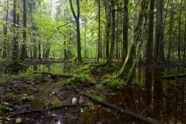 Summertimesunrise in wet deciduous stand of Bialowieza Forest clipart