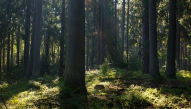 Bahar gündoğumu ıslak yaprak döken standında bialowieza orman