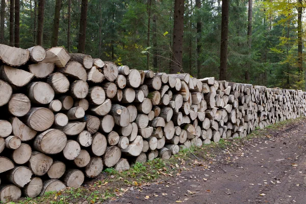 Poplar tree logs stacked lying one by one — Stock Photo, Image
