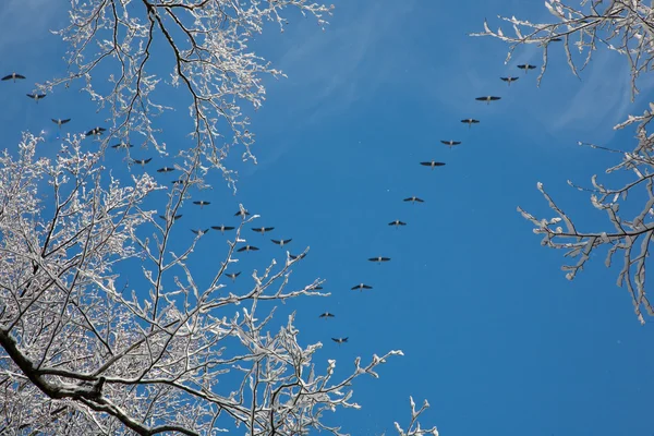 Snow wrapped alder branch and flock of geese flying over — Stock Photo, Image