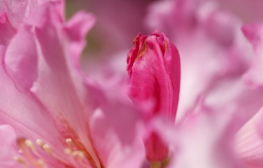 Pink Rhododendron Bud Closeup