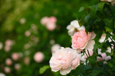 Radiant Pink Roses of Central Park clipart