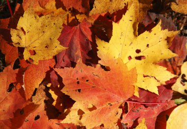 Fallen Maple Leaves Backgroung