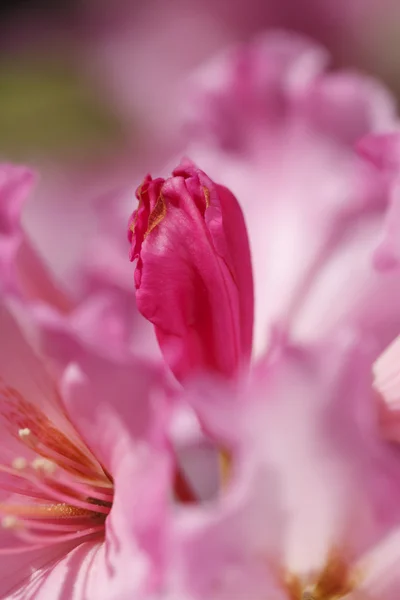 stock image Pink Rhododendron Bud Closeup