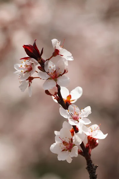 Cherry Blossoms Closeup