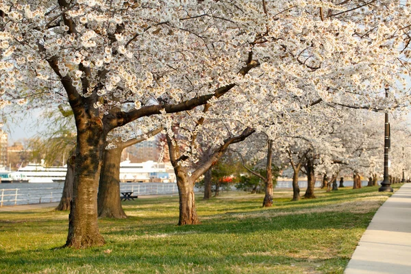 Kvetou Třešňové květy — Stock fotografie