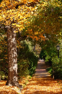 Autumn Park Alley clipart