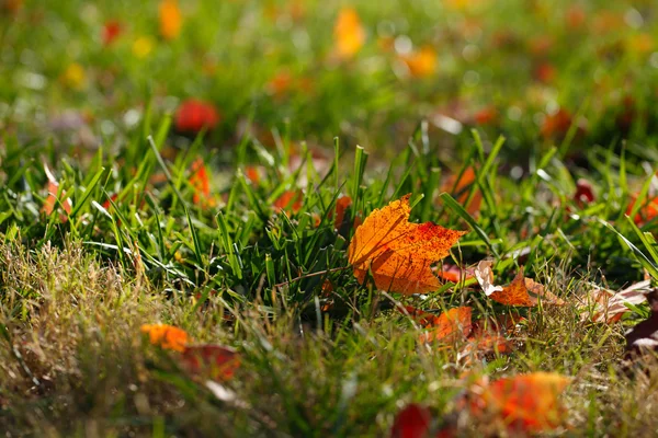 Hinterleuchtetes Ahornblatt auf Gras — Stockfoto