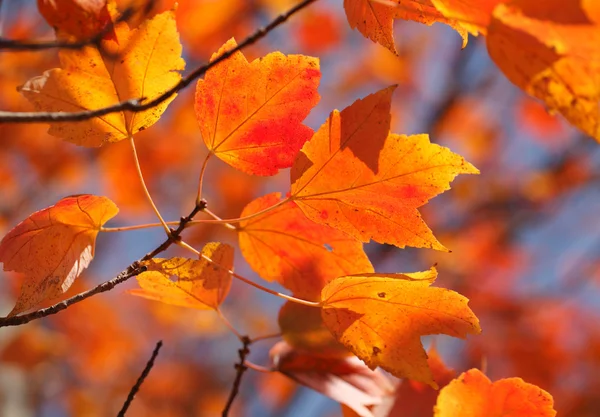 Orange Ahorn Blätter Hintergrund — Stockfoto