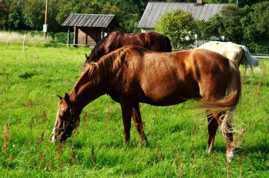 Brown horse eating fresh grass at meadow clipart