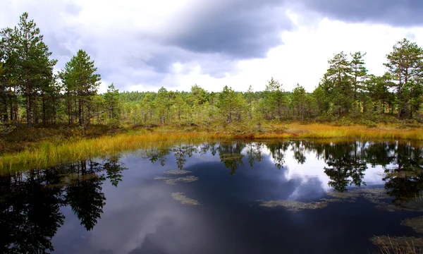 Болотное озеро в облачный день и деревья — стоковое фото