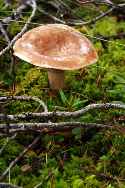 stock image Mushroom growing between lawn in deep forest