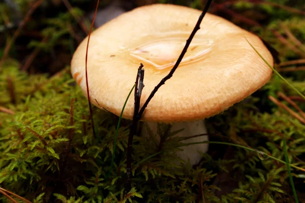 Cogumelo crescendo entre gramado na floresta profunda — Fotografia de Stock