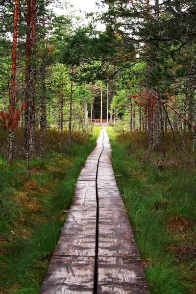 Trilha de tábuas de madeira levar através da floresta — Fotografia de Stock