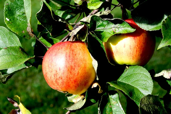 Dos manzanas colgando de la rama verde manzana —  Fotos de Stock