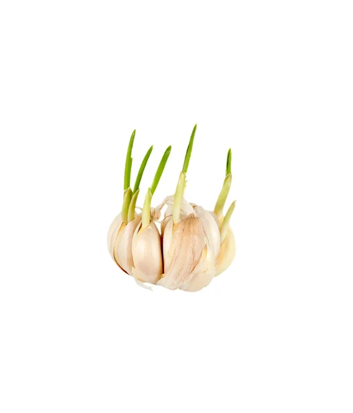 Sprouting vitlök kryddnejlika — Stockfoto