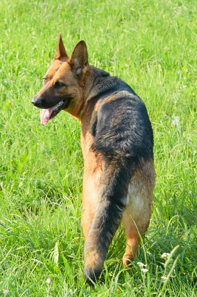 stock image German Shepherd