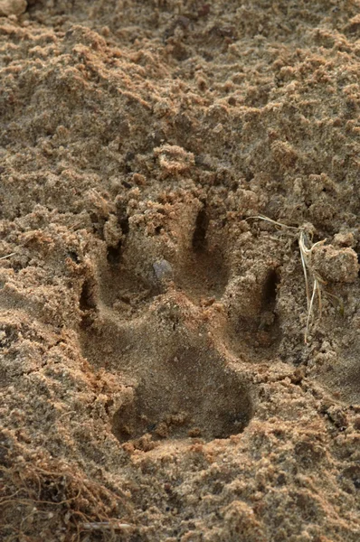 stock image Dog footprints in the sand