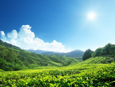 Tea plantation Cameron highlands, Malaysia clipart