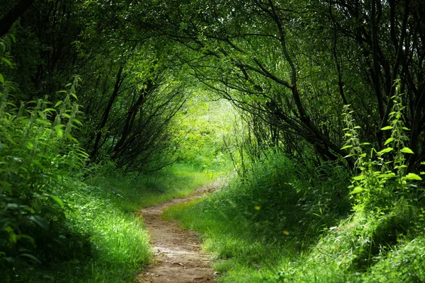 Way in deep forest — Stock Photo, Image