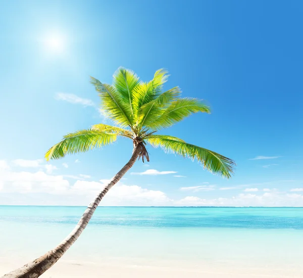 Palmier sur la plage des Caraïbes — Photo