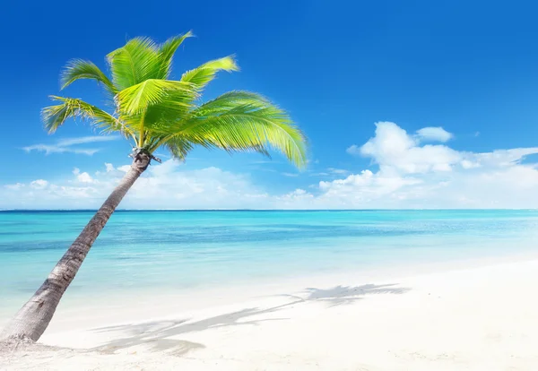 Palm op het strand — Stockfoto