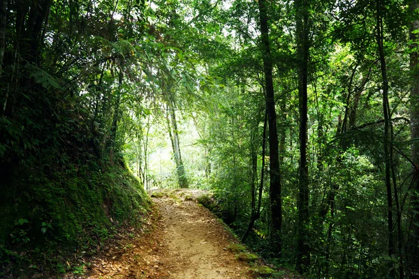 Way in jungle of Malaysia — Stock Photo, Image