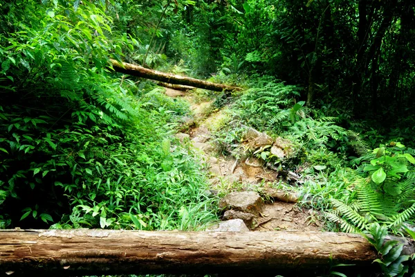 Шлях в джунглях Малайзії — стокове фото