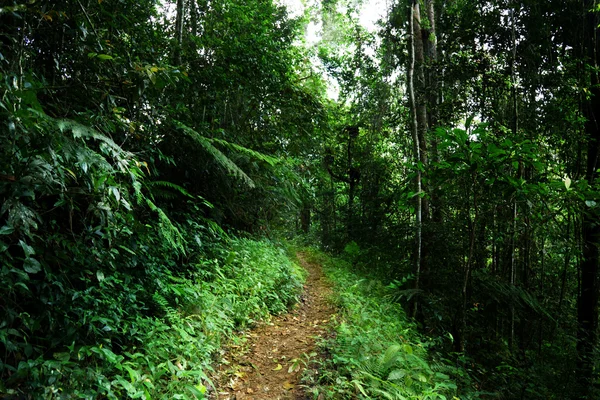 Ormanda bir şekilde Malezya — Stok fotoğraf