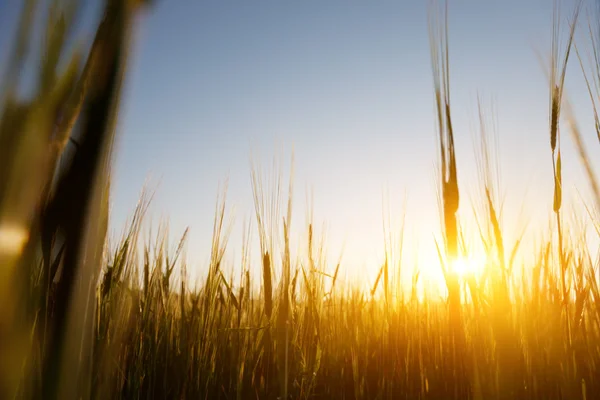 大麦と日没のフィールド — ストック写真