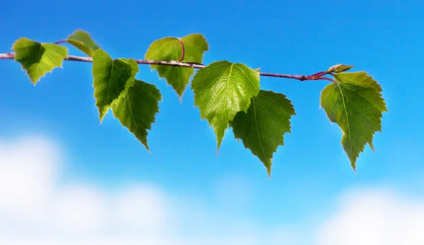 Leaf Björk och våren dag — Stockfoto